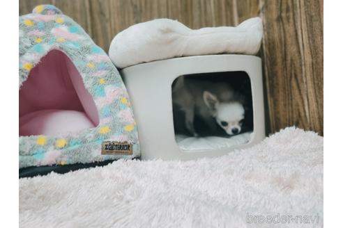 成約済の兵庫県のチワワ(ロングコート)-157036の11枚目